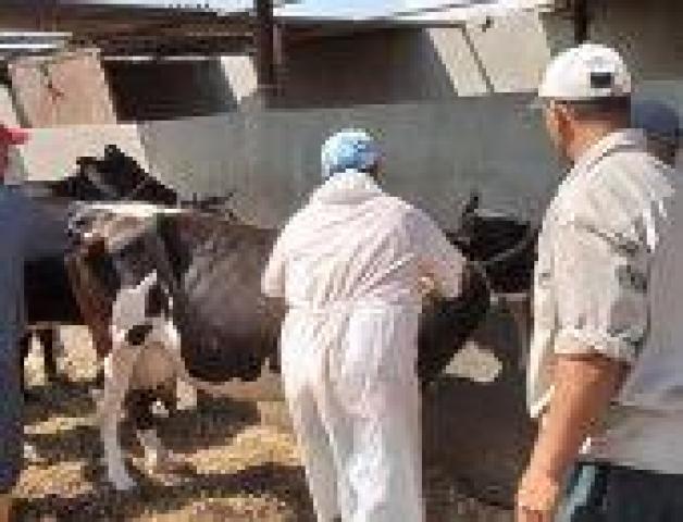 «بيطري الشرقية» يحُصن ٤٣٨٤٩٠٨ رأس ماشية ضد الحمى القلاعية  