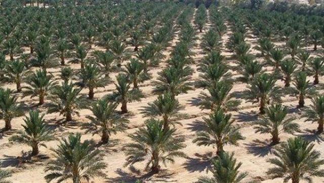 خبراء يحذرون من عشوائية زراعة نخيل المجدول والبرحي في مصر