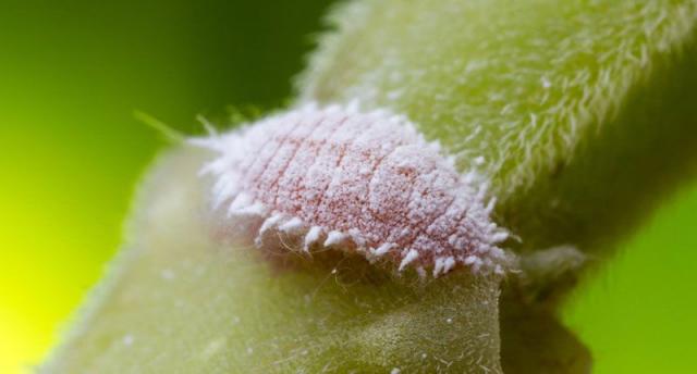 3 أضرار تسببها حشرة البق الدقيقي في محصول البامية