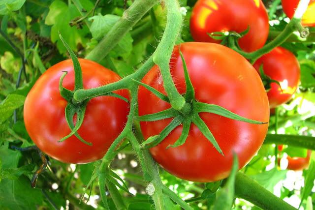 تعرف على خطوات إعداد التربة الصحراوية لزراعة الطماطم