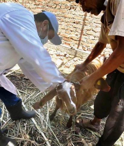 ”بيطري الشرقية” : تحصين 87 ألف و 432 رأس ماشية ضد مرض الحمى القلاعية وحمى الوادي المتصدع