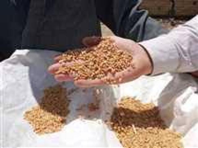 ”محافظ الشرقية” يُعلن إنتهاء موسم حصاد القمح وتصدر المحافظة المركز الأول على مستوى الجمهورية