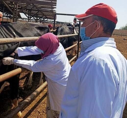 ”بيطري الشرقية” : فحص و إختبار 7079 رأس ماشية ضد البروسيلا والدرن خلال شهر يونيو