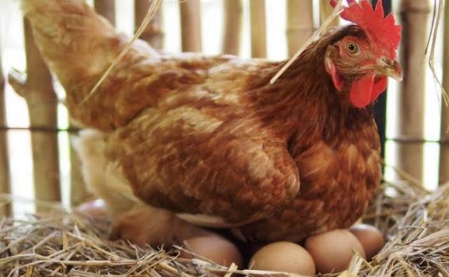 تعرف  على العلاقة بين عمر الدجاج البياض وإنتاجيته للبيض