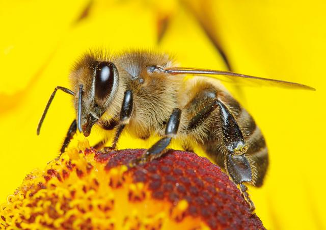 نصائح هامة لحماية طوائف النحل من التسمم بالمبيدات