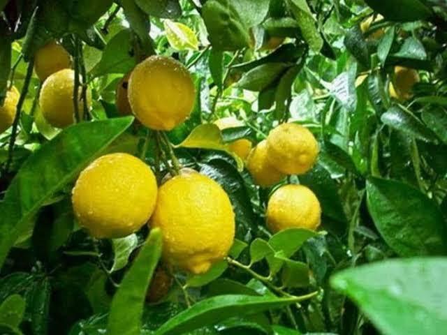 لمزارعي الليمون.. تعرف على مواعيد الري والمعدلات المناسبة خلال فترات النمو