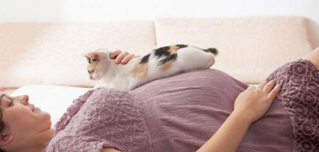 هل تربية القطط تمثل ضررا على المرأة الحامل؟
