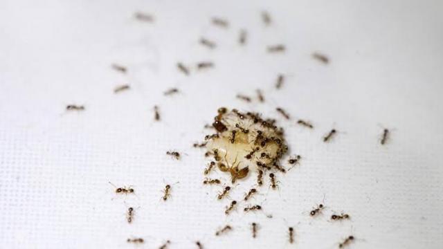 من أبرزها استخدام الفلفل الحار.. تعرف على كيفية التخلص من نمل الحديقة بطرق طبيعية