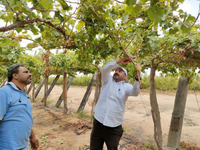 د. الباز عبد العليم يشرح لمهندس زراعي كيفية تنفيذ التقليم الصيفي للعنب بعد الحصاد
