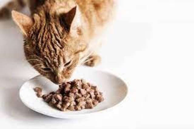طعام القطط