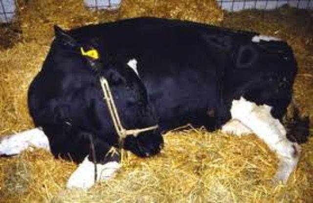 لمربي الأبقار.. تعرف على ظاهرة رقود الأبقار ونصائح لعلاجها