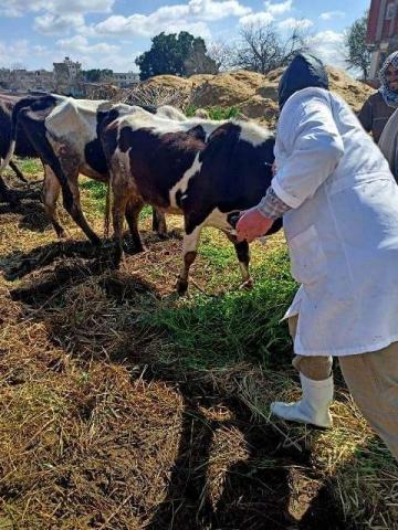 بيطري الشرقية : تحصين 160 ألف و 169 رأس ماشية للوقاية من مرض الحمى القلاعية والوادي المتصدع ويرقم 9 آلاف و 673 رأس ماشية