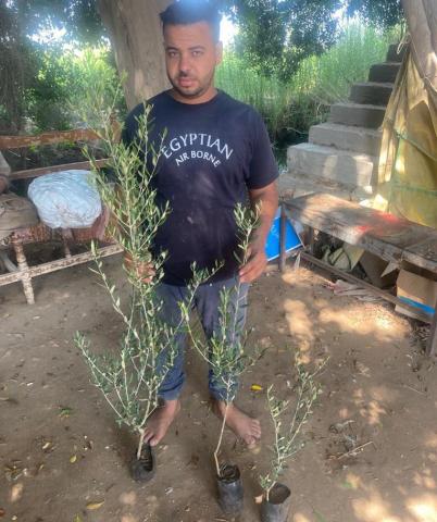 قرية السلام: العشوائية ضربت زراعة الزيتون في مصر