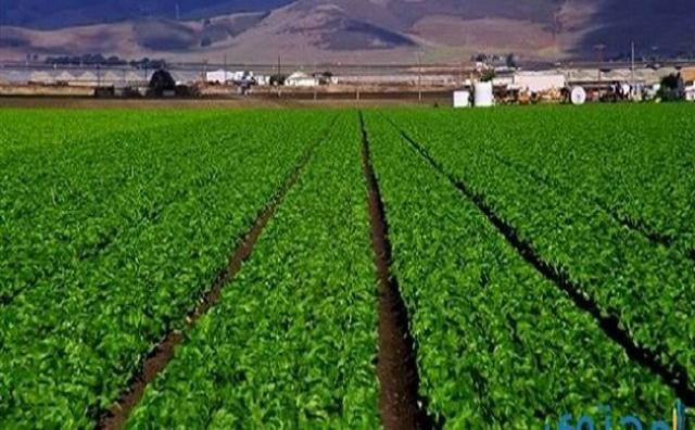 رئيس شركة الريف المصري: مصر دولة زراعية.. والاستثمارات ضرورة حتمية للنهوض بالمجالات الزراعية