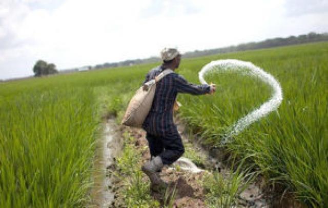 تعرف على أهم المعاملات الزراعية لمحصول الأرز خلال موجات الحرارة المرتفعة 
