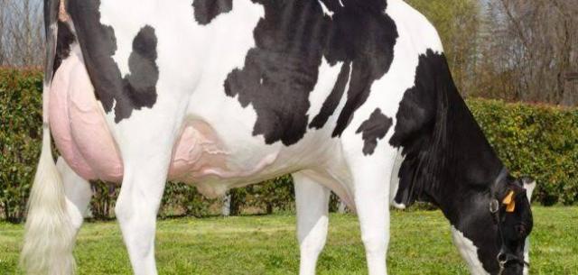 لمربي الأبقار.. تعرف على أهم النصائح لزيادة إنتاجية الحليب