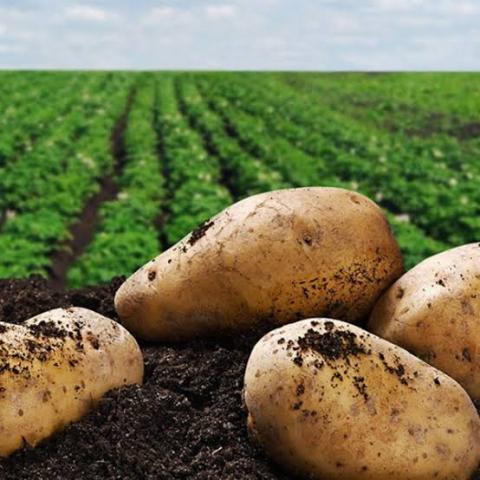 لمزارعي البطاطس.. تعرف على زراعة وإنتاج البطاطس بنظام الري الحديث 