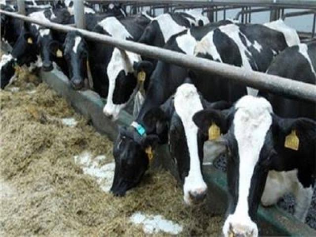 الزراعة تعلن: 25 جنيه مقابل التحسين الوراثي لقطعان الأبقار والماشية  