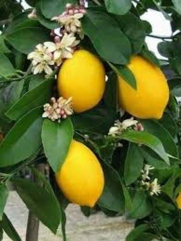 كـيفية تـثبيت أزهار شـجر الـليمون وأسـباب سـقوطها