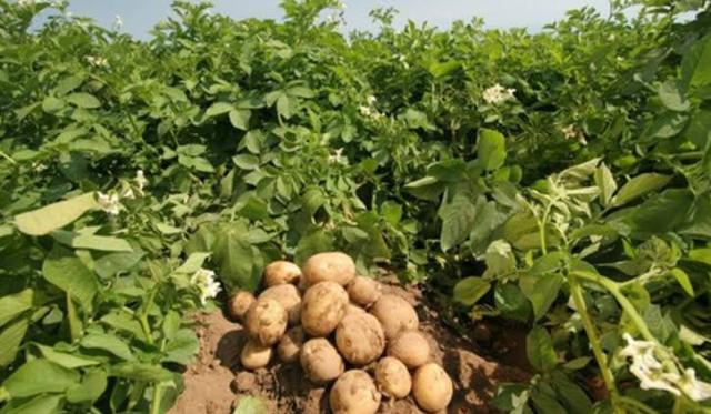 زراعة البطاطس بنظام الري الحديث في الأراضي الجديده والمستصلحة