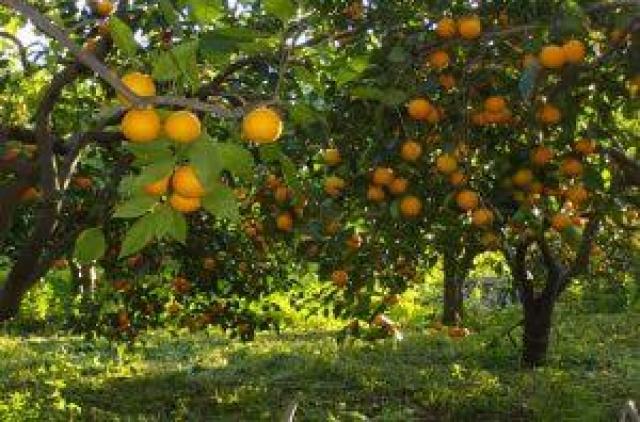 أسباب تشقق سُرة ثمار البرتقال والحماية منها