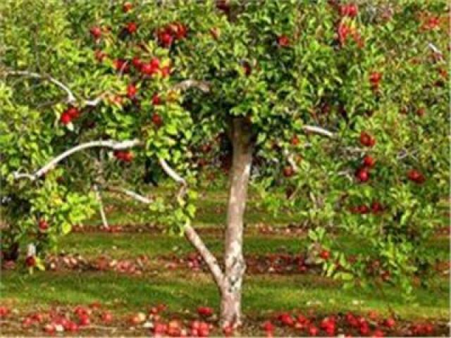 توصيات هامة لمزارعي حدائق الفاكهة المتساقطة التفاح والكمثري والمشمش والبرقوق والكاكي خلال سبتمبر