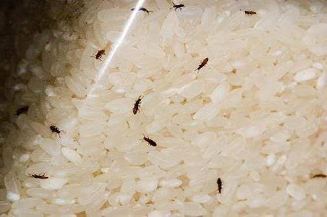 سوسة الأرز