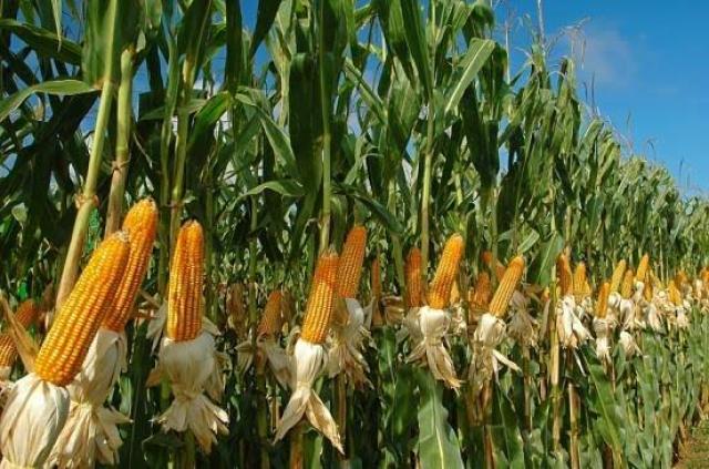 معهد المحاصيل الحقلية يصدر التوصيات الفنية لمزارعى الذرة الشامية عند الحصاد