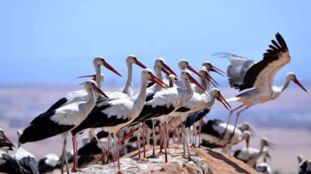 وزيرة البيئة: مصر حصلت على جائزة عالمية بسبب حماية الطيور المهاجرة