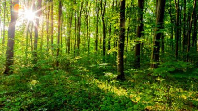 تخصيص 675 مليون دولار لحماية أشجار الغابات الاستوائية من القطع