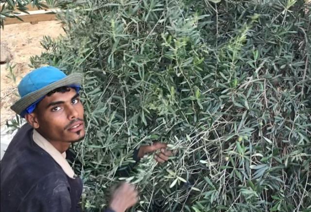 عامل ينهمك في جمع ثمار الزيتون في إحدى مزارع منقطة وادي النطرون ـ مصر