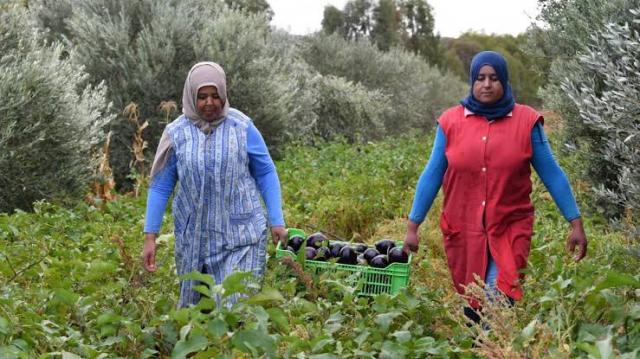 ارتفاع صادرات الزراعات البيولوجية في تونس والمغرب والجزائر لـ13%