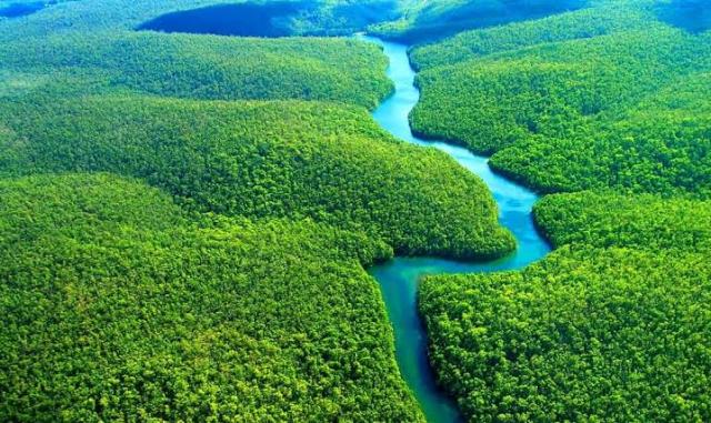 ماذا لو اختفت غابات الأمازون؟.. خبيرة كيميائية تجيب