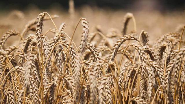 تحرك أمريكي لمساعدة سوريا في زراعة القمح