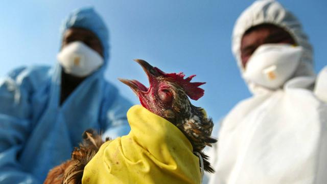 قرار سعودي جديد بشأن الدواجن مع تفشي انفلونزا الطيور في اسيا