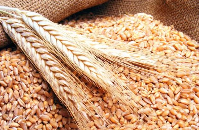 مصر تشتري قمح من رومانيا والزراعة تعلن استهداف زيادة مساحة زراعة القمح