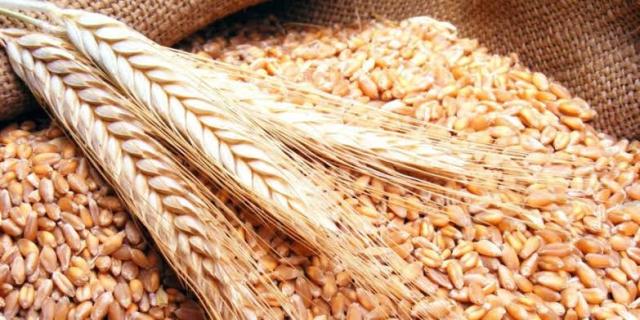 مصر تطلب شراء كمية غير محددة من القمح والإثنين أخر موعد لتلقي العروض