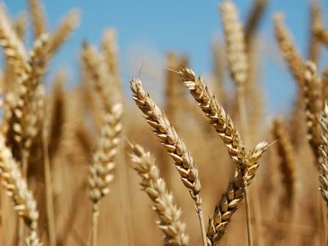 مصر تشتري أكبر كمية من القمح هذا الموسم مستغلة انخفاض الأسعار عالميا