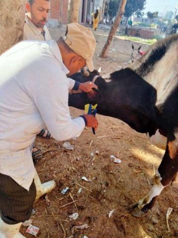 بيطري الشرقية : تحصين 118 ألف و 878 رأس ماشية للوقاية من مرض الحمى القلاعية
