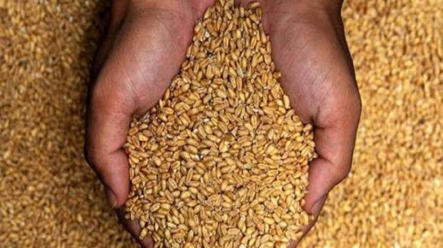الأردن يشتري 60 ألف طن من القمح في مناقصة عالمية