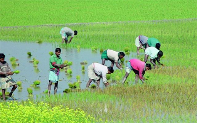 مزارعو الهند يرفعون سقف مطالبهم بعد سحب الحكومة قوانين الزراعة الجديدة