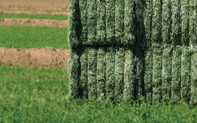 السعودية تصرف تعويضات للمزارعين المتوقفين عن زراعة الأعلاف الخضراء