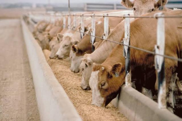 قد تنتقل إلى الإنسان.. أشهر أمراض الأبقار وطرق الوقاية منها