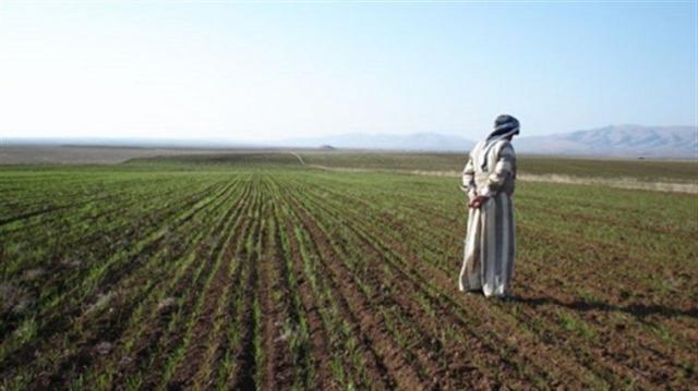 تدمير الموسم الزراعي في العراق بسبب قلة المياه.. تخفيض رقعة الأراضي الزراعية للنصف