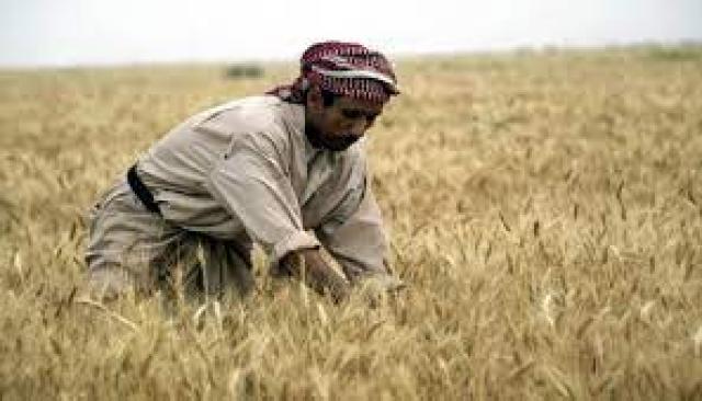 العراق يواجه ازمة في إنتاج القمح