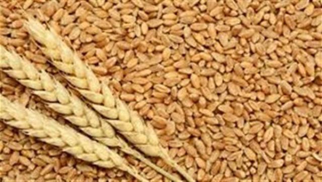 أستراليا والأرجنتين تجنيان أرباحاً قياسية من بيع القمح خلال الموسم الحالي
