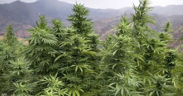 المغرب تزرع القنب بعد تسجيل ارتفاع قياسي في مضبوطات الكوكايين