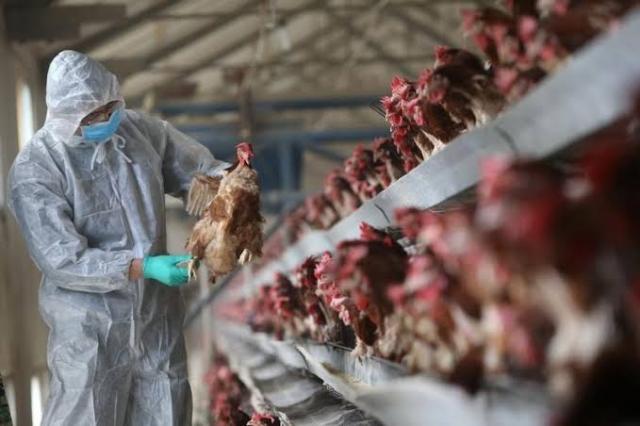 ألمانيا تعلن عن تفشي خطير لأنفلونزا الطيور في أوروبا