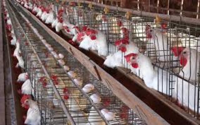 إسرائيل تخسر 14 مليون بيضة شهريا بسبب إنفلونزا الطيور