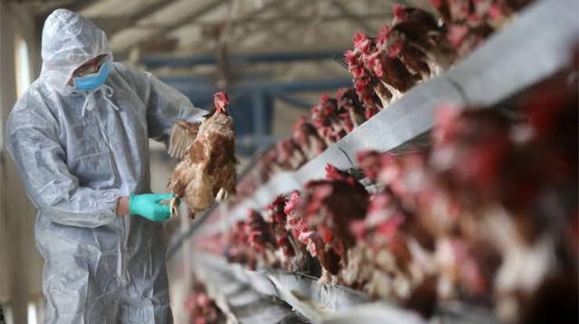 تحذير أممي: إنفلونزا الطيور المنتشر في آسيا وأوروبا قادر على الانتشار بين البشر